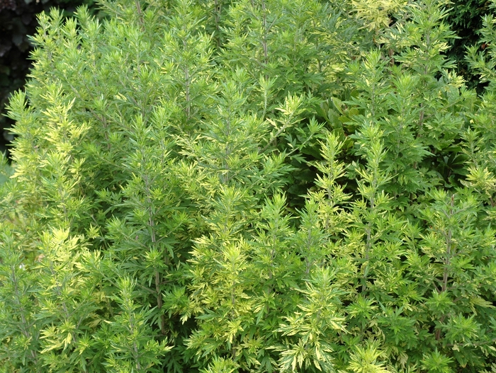 Artemisia vulgaris 'Oriental Limelight' (003307)