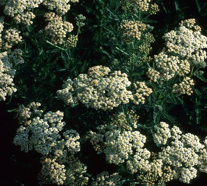 Achillea 'Great Expectations' (003315)