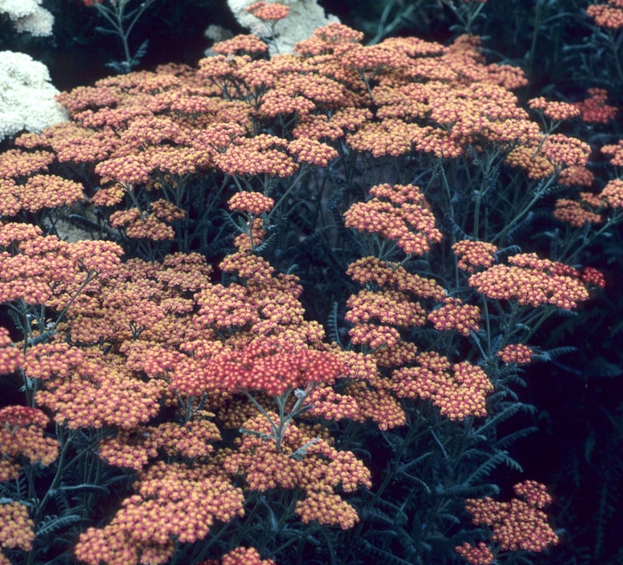 Achillea millefolium 'Walther Funcke' (003343)