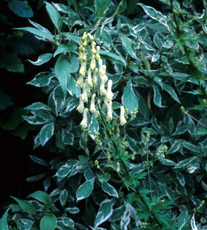 Aconitum vulparia '' (003381)