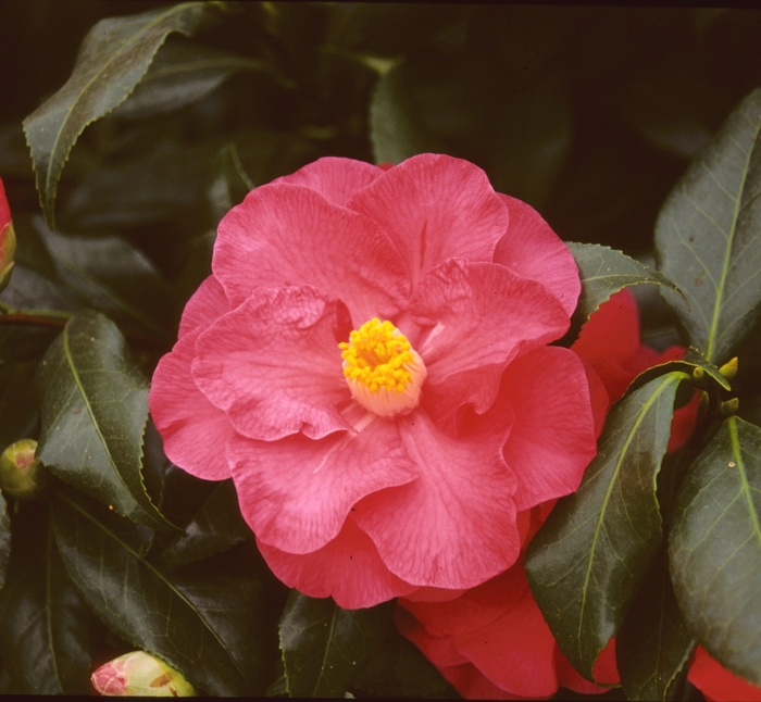 Camellia japonica '' (003586)