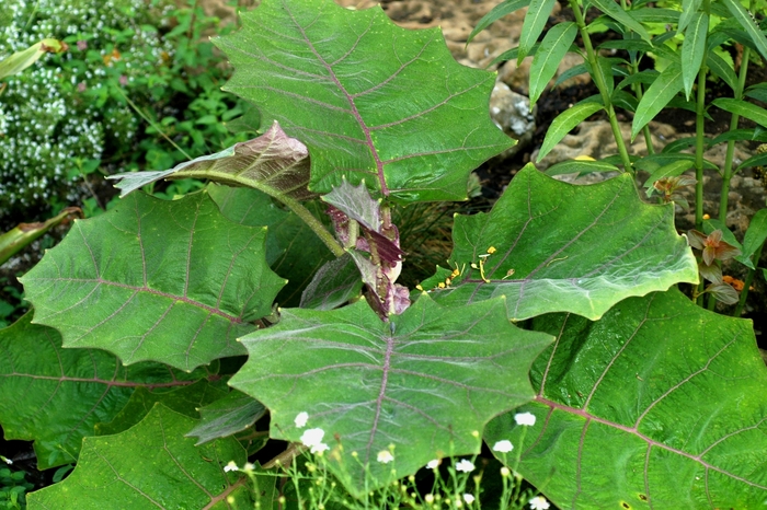 Solanum quitoense 'Thornless' (003628)