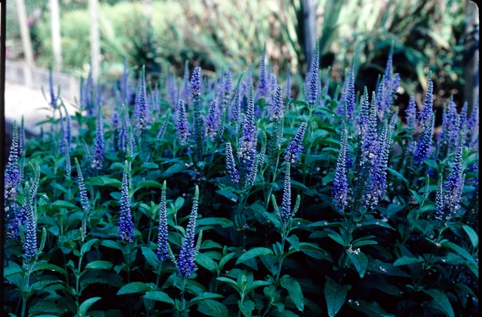 Veronica Longifolia Blue Giantess