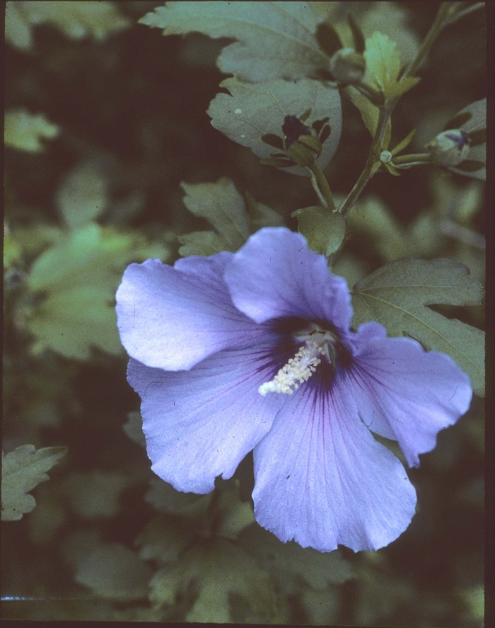 Hibiscus syriacus 'Bluebird' (003715)