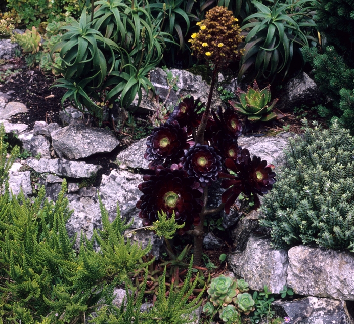 Aeonium arboreum 'Atropurpureum' (003793)