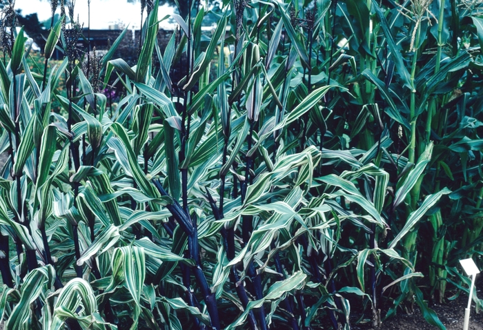 Zea mays 'Bars and Stripes' (003846)