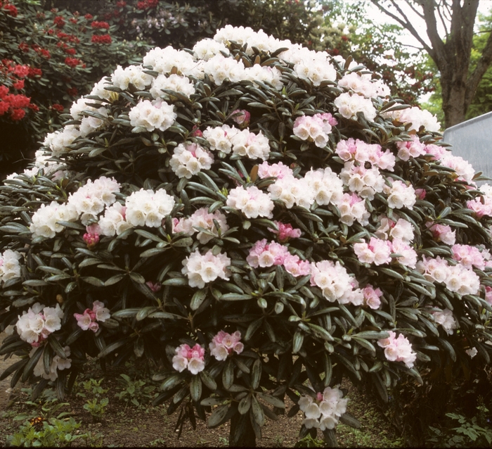 Rhododendron yakushimanum '' (003944)