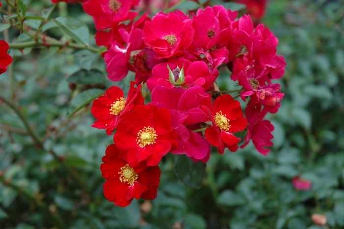 Rosa Flower Carpet® 'Red' (003956)