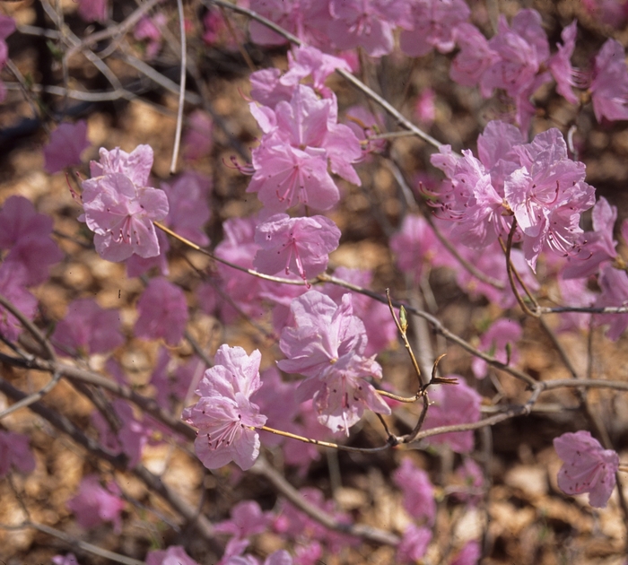 Rhododendron mucronulatum '' (004047)