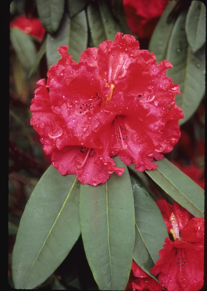 Rhododendron 'Taurus' (004050)