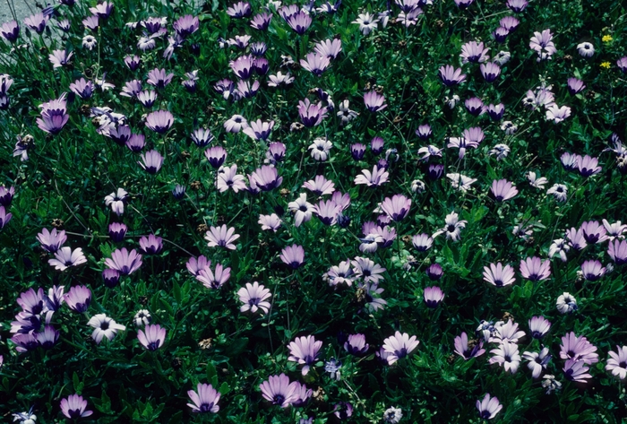 Osteospermum 'Purple Flash' (004279)