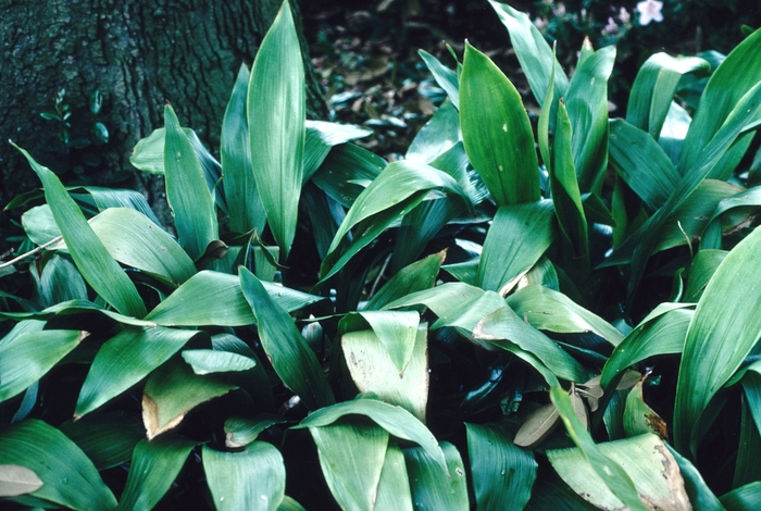 Rohdea japonica '' (004349)