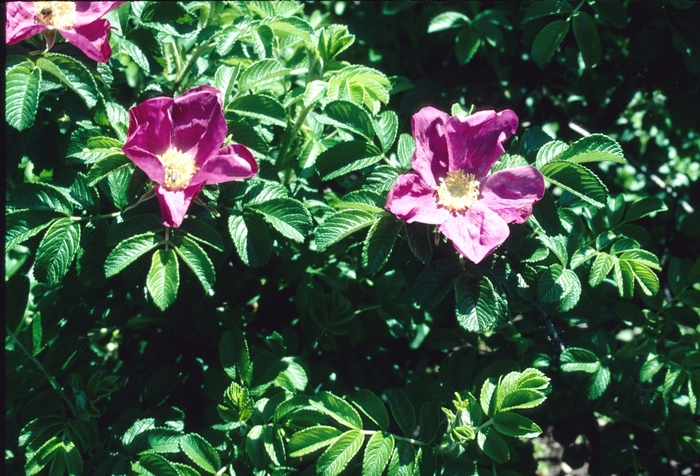Rosa rugosa '' (004366)