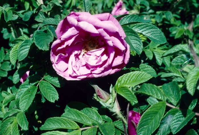 Rosa rugosa 'Pierette Pavement' (004367)