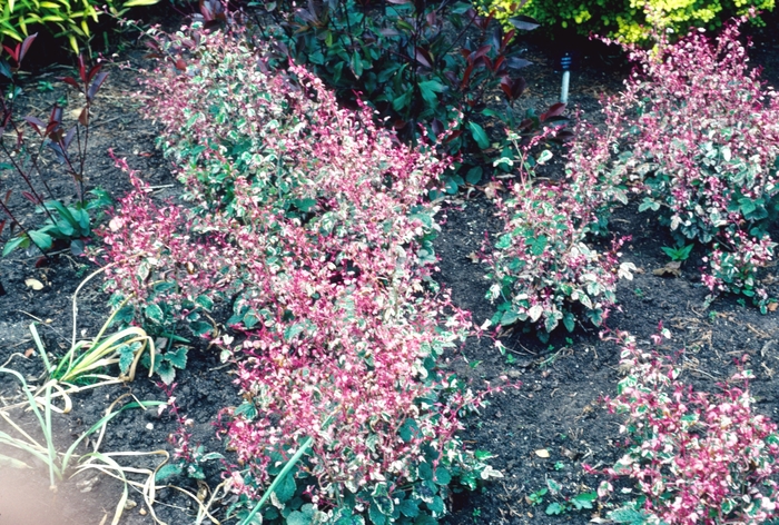 Rubus microphyllus 'Variegatus' (004377)