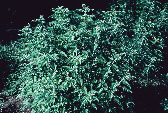 Rubus thibetanus 'Silver Fern' (004378)