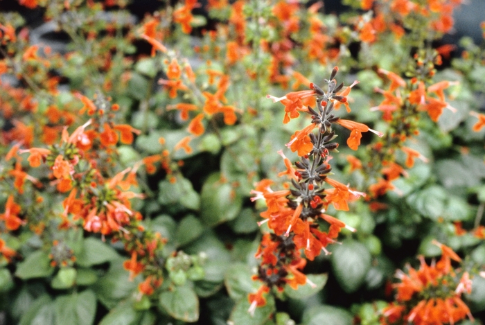 Salvia coccinea 'Scarlet' (004420)