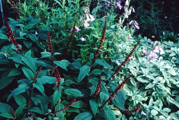 Salvia confertifolia 'La Mertola' (004425)