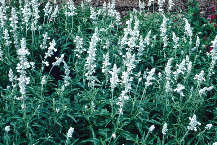 Salvia farinacea 'Argent' (004428)