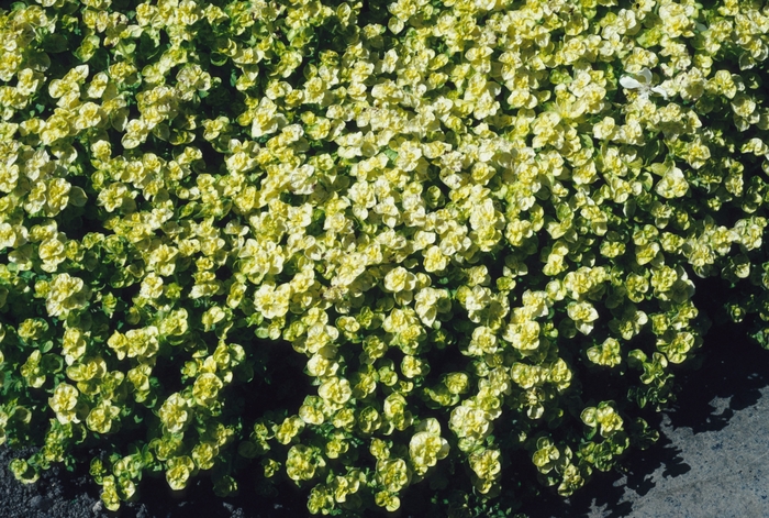 Origanum vulgare 'Aureum' (004586)