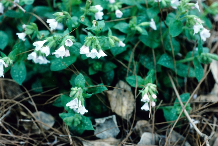 Pulmonaria saccharata 'Silver Streamers' Lungwort