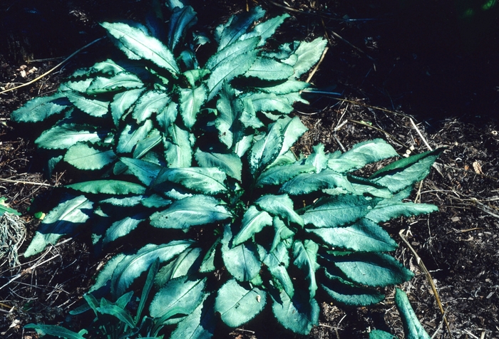 Pulmonaria saccharata 'Silver Streamers' Lungwort