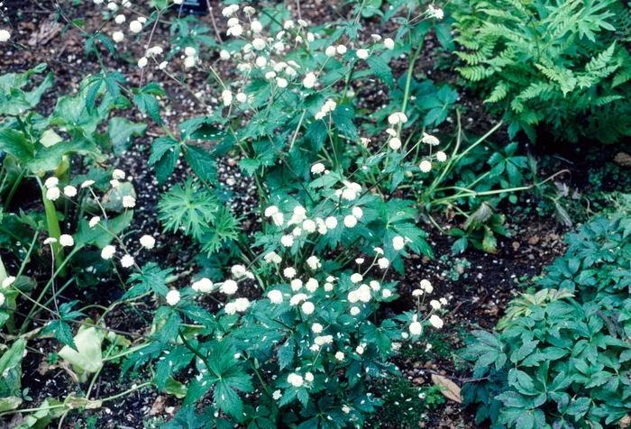Ranunculus aconitifolius '' (004735)