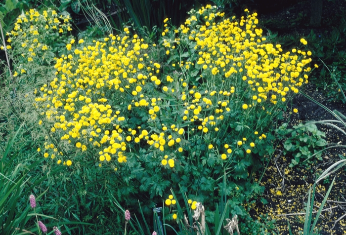Ranunculus aconitifolius 'Plenus' (004738)