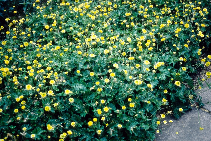 Ranunculus bulbosum 'Flore Plenus' (004739)