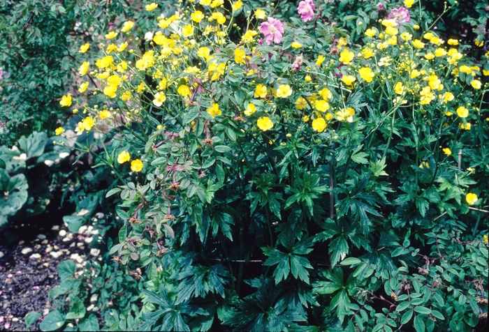 Ranunculus acris 'Stevenii' (004742)