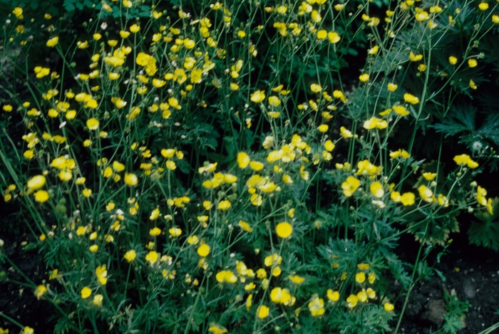 Ranunculus nemerosa '' (004743)