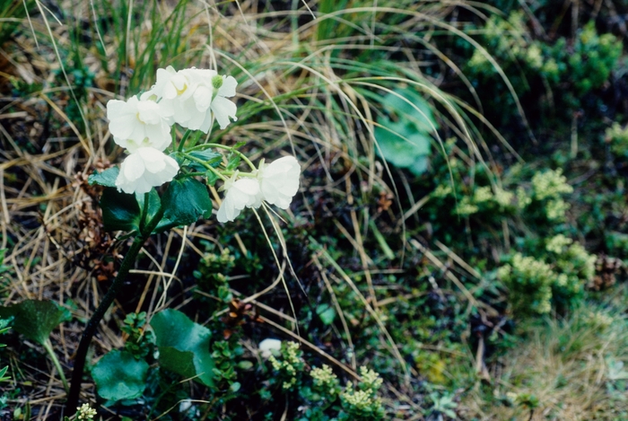 Ranunculus lyallii '' (004750)
