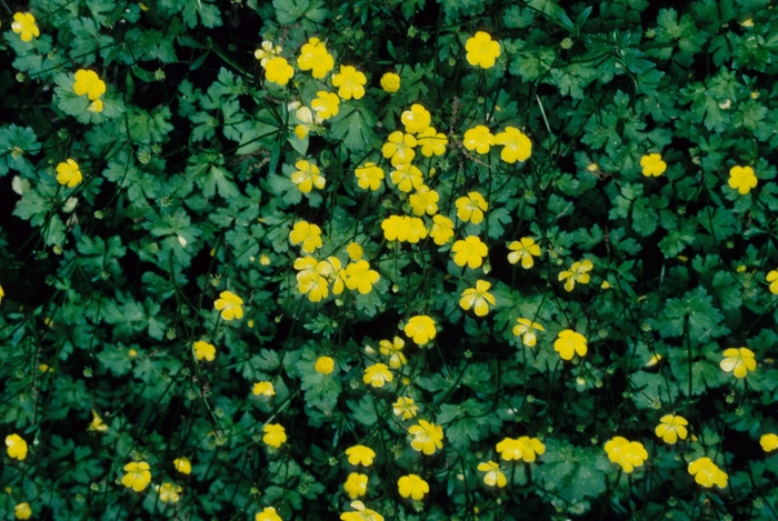 Ranunculus repens '' (004753)