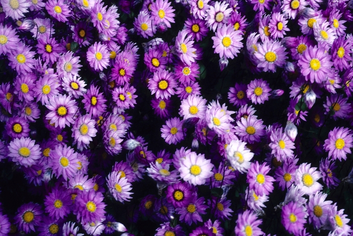 Rhodanthe manglesii Paper Daisy from Garden Center Marketing