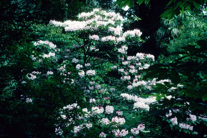 Rhododendron discolor '' (004771)
