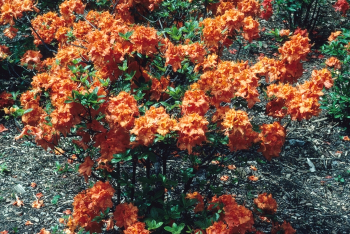 Rhododendron Exbury hybrid 'Gibraltar' (004774)
