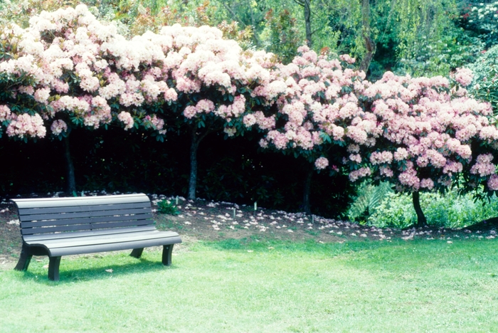 Rhododendron 'Leon's Cream' (004775)