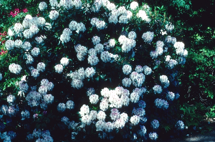 Rhododendron 'Mrs. Lionel de Rothschild' (004777)