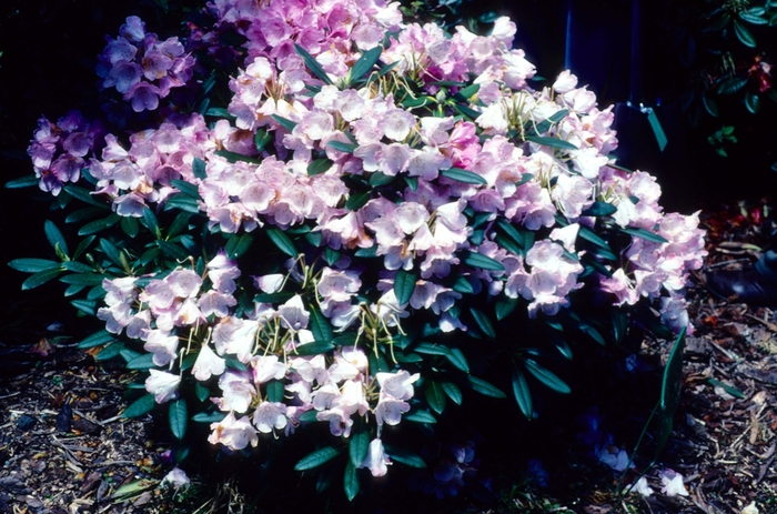 Rhododendron 'Pirouette' (004778)