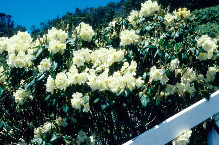 Rhododendron 'Roza Stevenson' (004783)