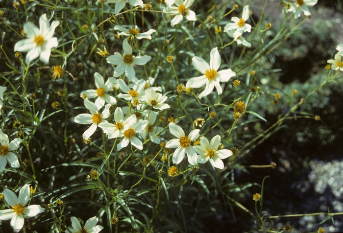 Bidens heterophylla '' (004813)