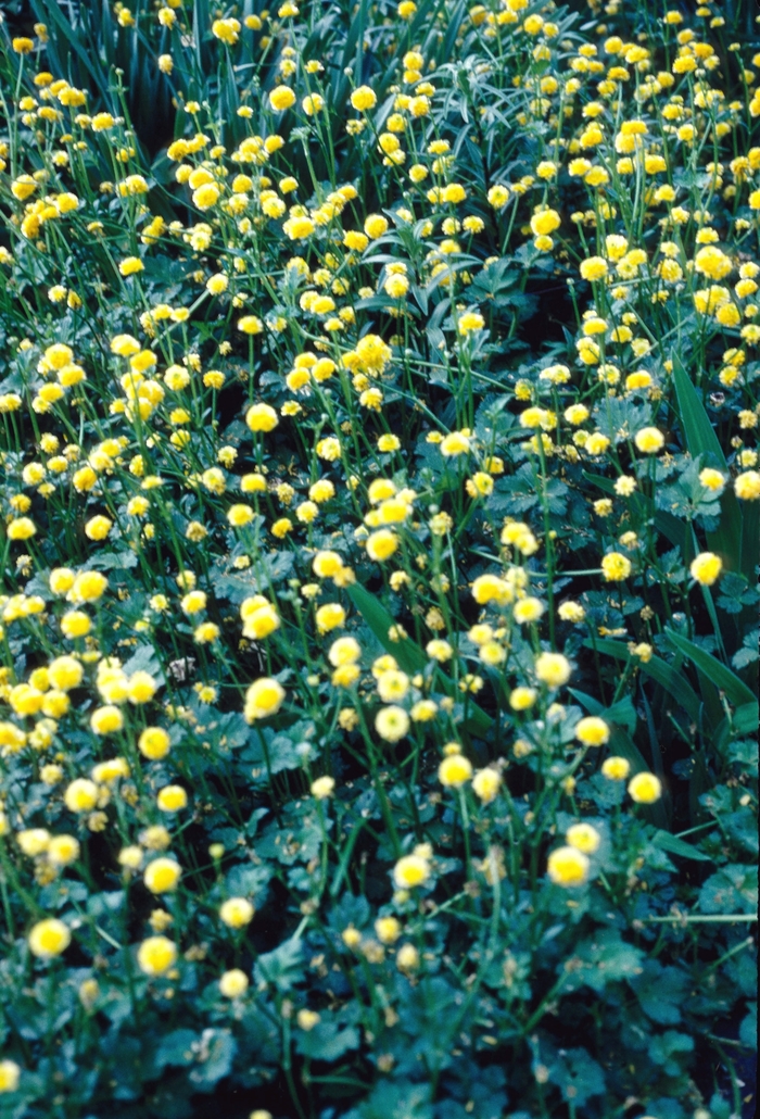 Ranunculus acris 'Meadow Buttercup' (004835)