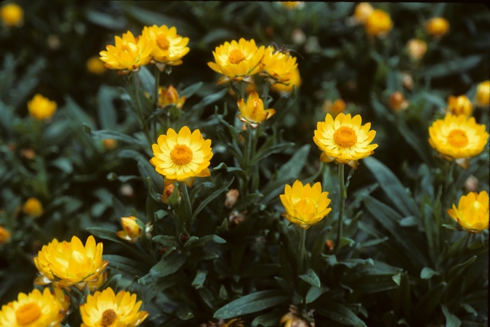 Bracteantha bracteata 'Sundaze® Golden Yellow' (004904)