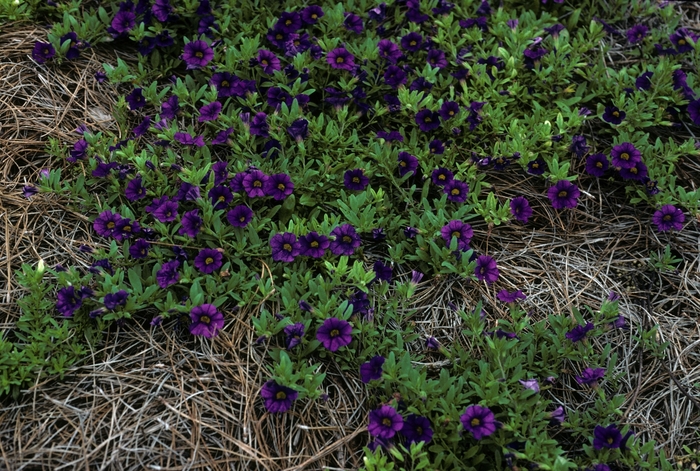 Calibrachoa Colorburst Pro™ 'Violet' (004956)