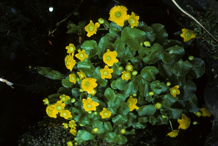 Caltha palustris 'Flore-pleno' (004964)