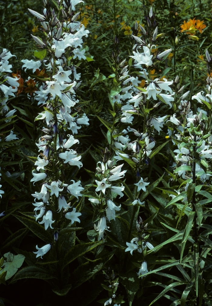 Campanula lactiflora 'Alba' (005002)