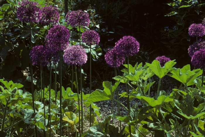 Allium aflatunense 'Purple Sensation' (005121)