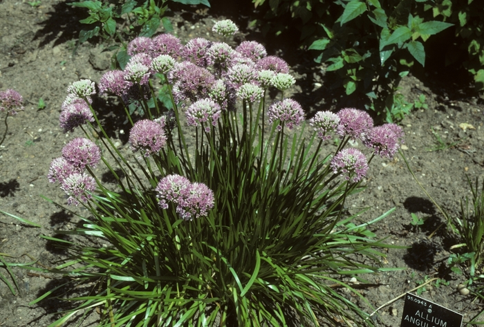 Allium angulosum '' (005125)