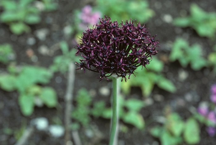 Allium atropurpureum '' (005126)