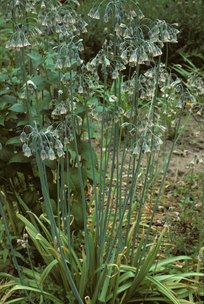 Allium bulgaricum '' (005131)